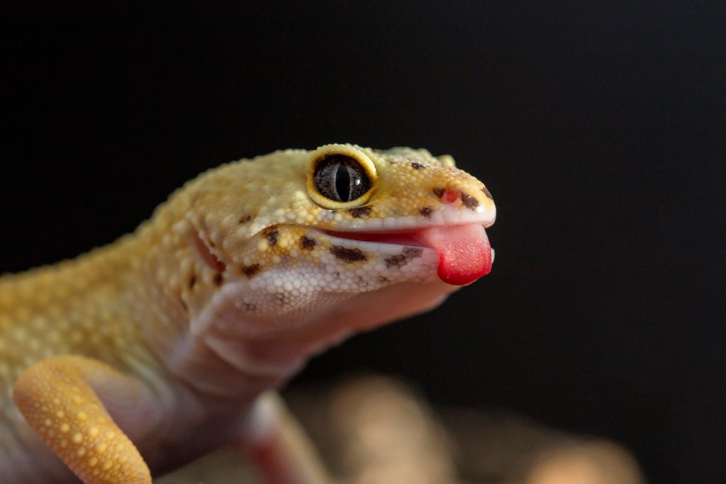 leopard gecko sticking its  tongue out on dark background