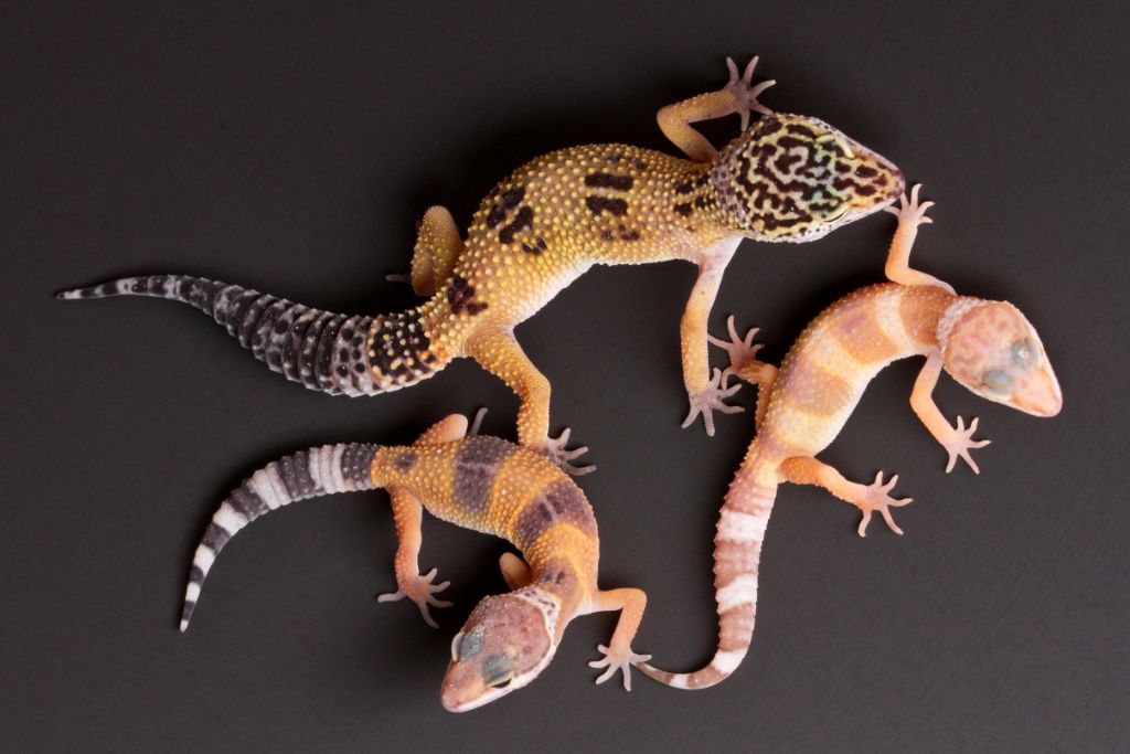 1 adult leopard gecko and 2 juveniles on dark gray platform