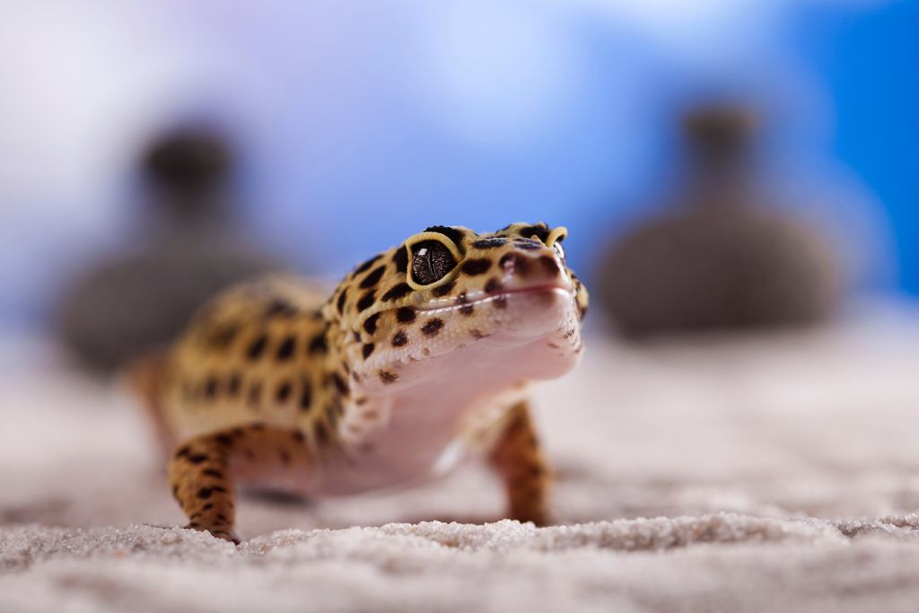 leopard gecko on sandy and blurry background