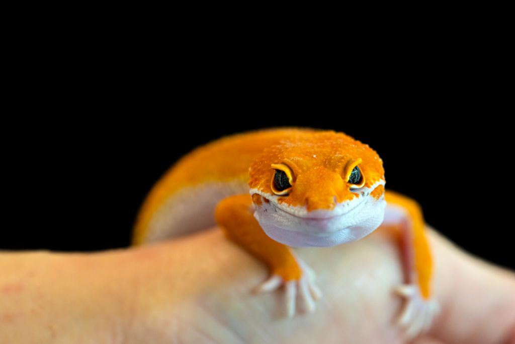 smiling leopard gecko crawling on owner's hand