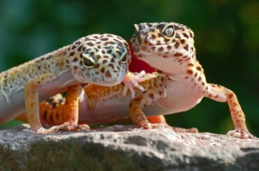 2 leopard geckos on top of a rock