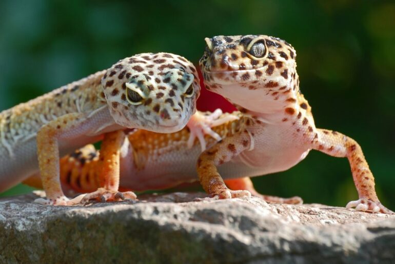 2 leopard geckos on top of a rock