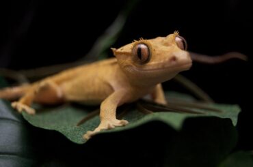 Crested Gecko on top of a leaf on a dark background