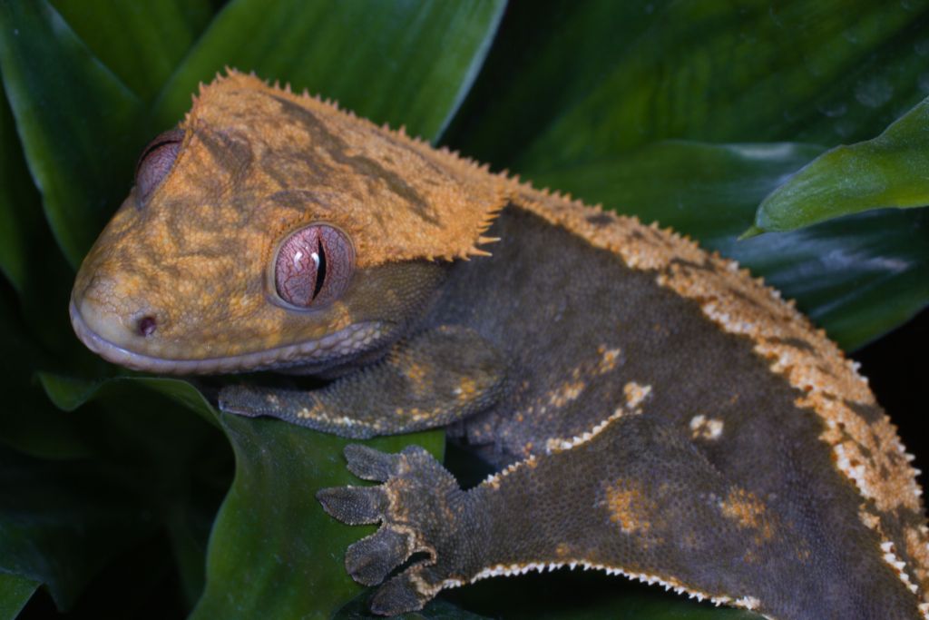 Crested Gecko crawling on leaves
