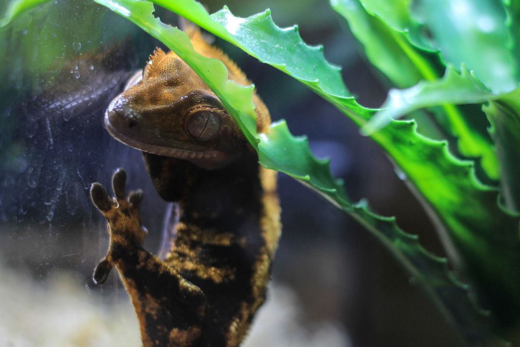 Crested gecko inside a glass terrarium
