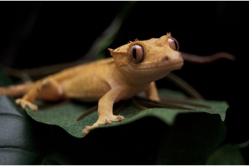 Crested gecko on top of a leaf in the wild