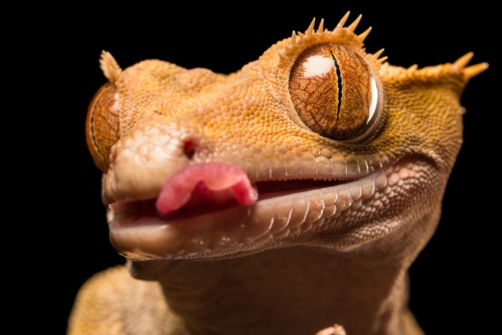 Crested Gecko with its tongue outside