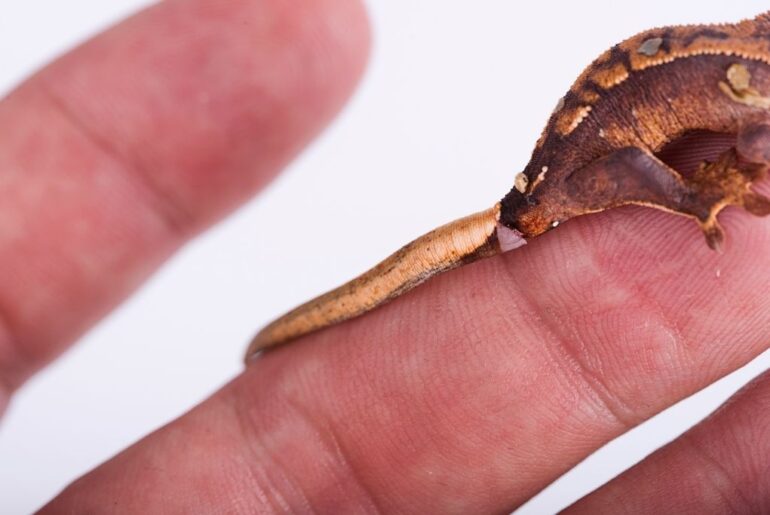 crested gecko tail detaching