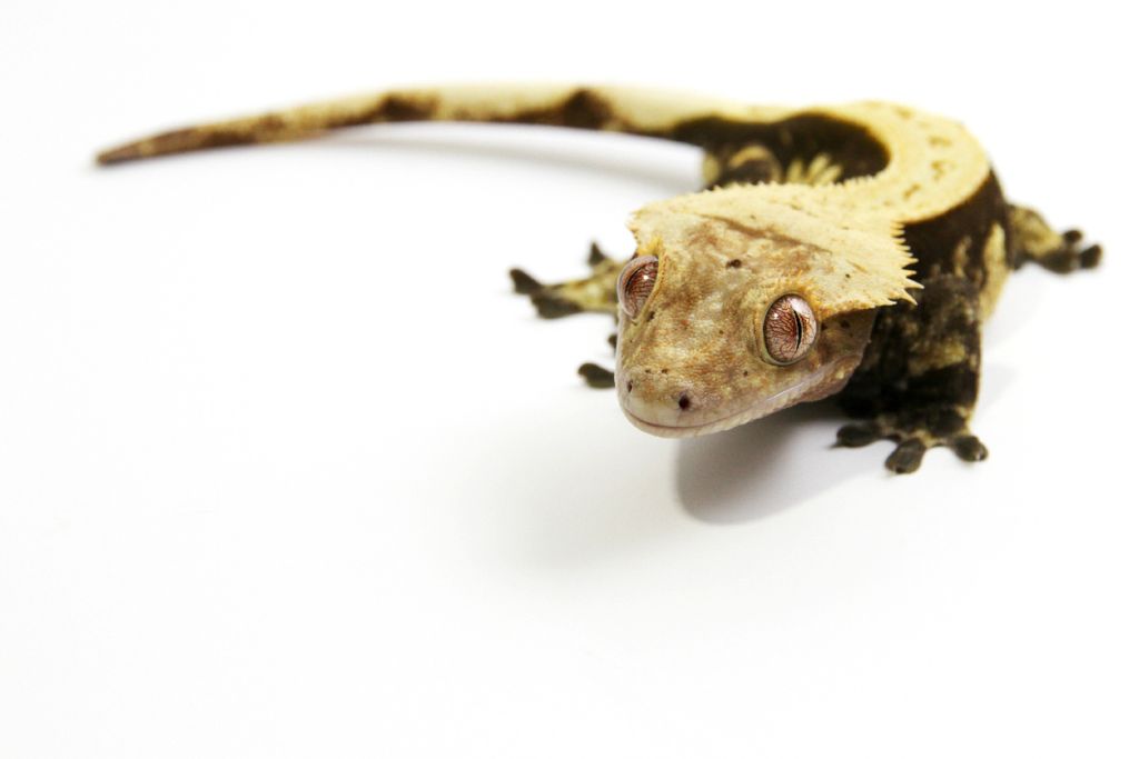 Crested Gecko crawling on white table