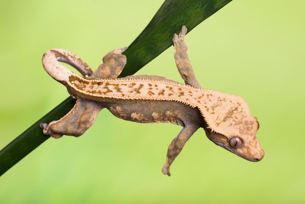 crested gecko hanging from a plant
