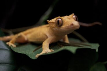 crested gecko