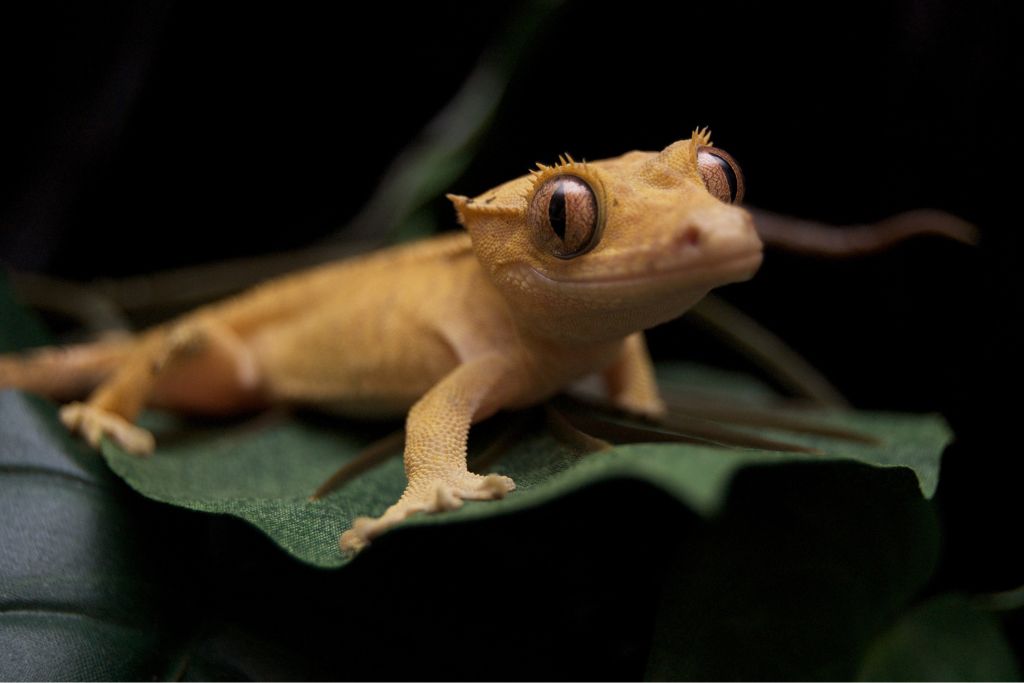 50 Cool Names For Your Cute Crested Gecko Male And Female 