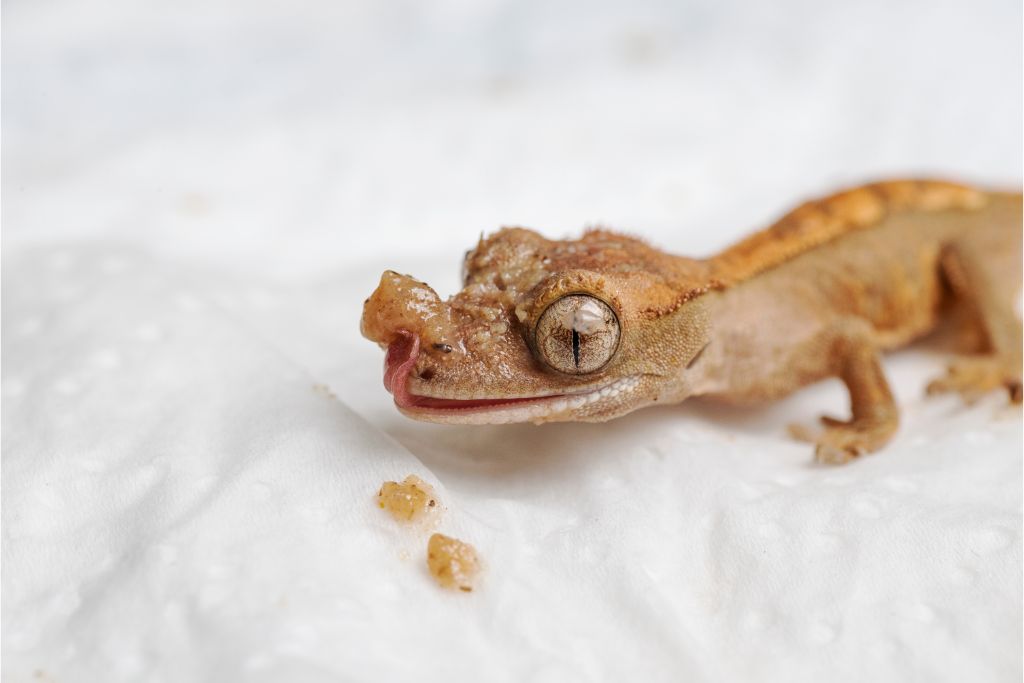 newly hatched crested gecko on a piece of white cloth