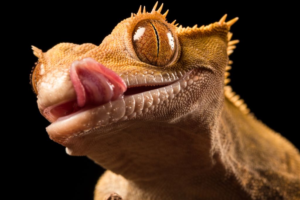 crested gecko close up look