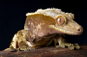 Crested Gecko on black background