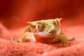 crested gecko on peach fabric cloth