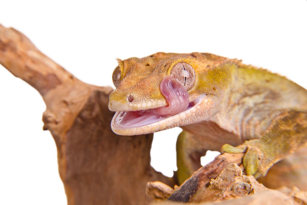 Crested Gecko licking its eye while crawling on tree