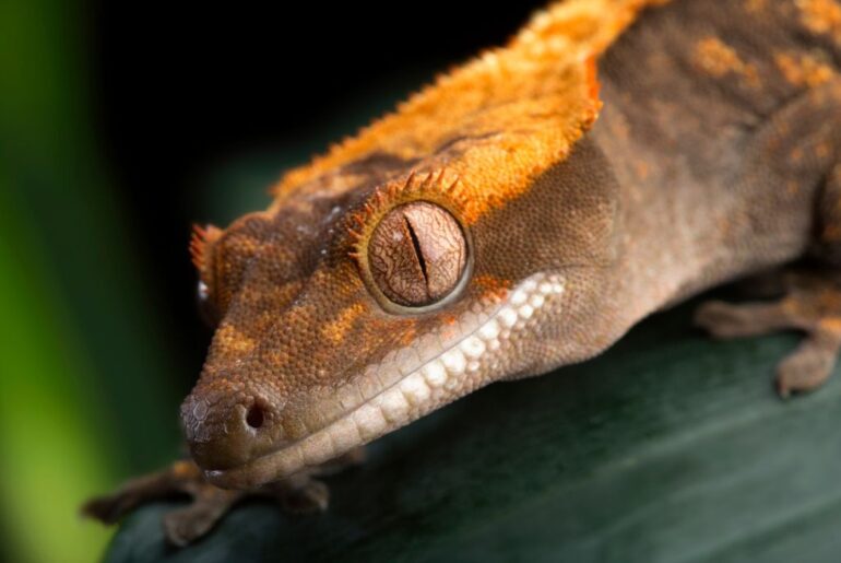 crested gecko above a leaf