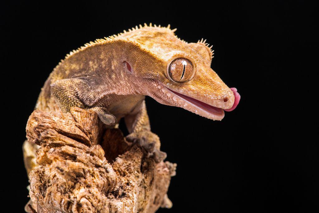 crested gecko sticking its tongue on a chunk of wood
