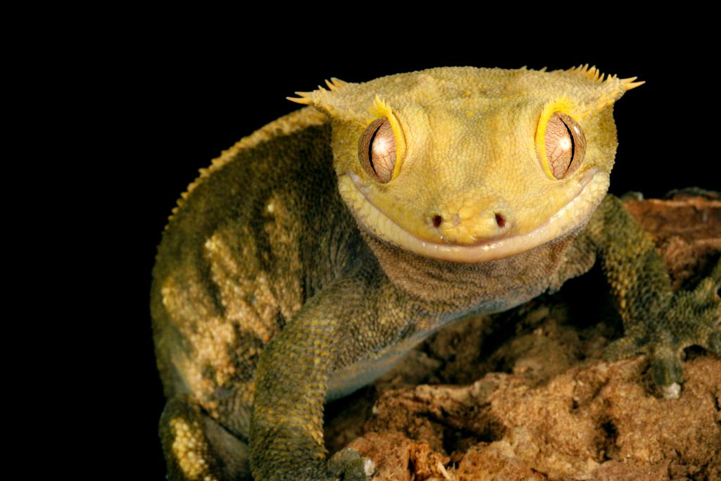 crested gecko on rocky surface