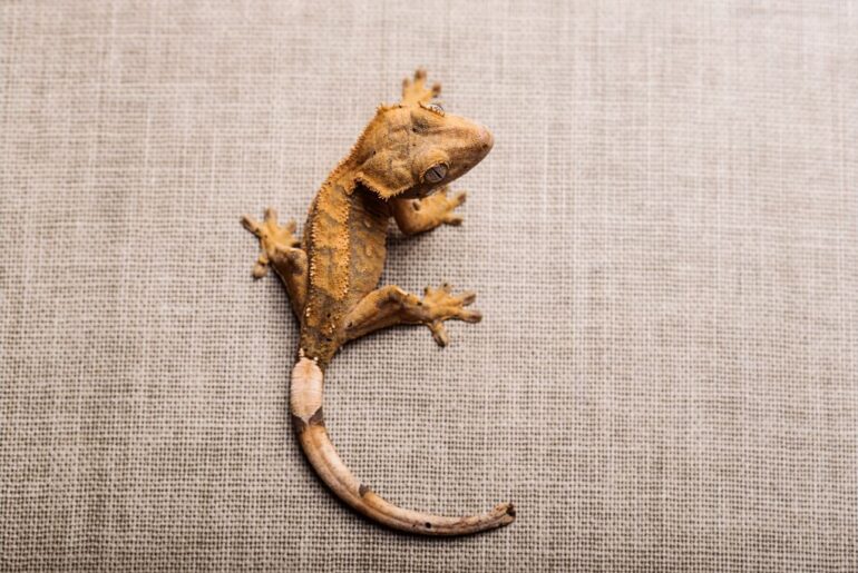 a crested gecko on a gray clothe