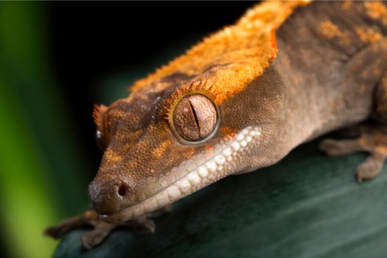 What To Do If Your Crested Gecko Has Sunken Eyes