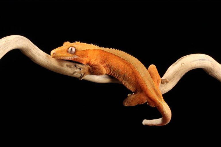 crested gecko crawling on a tree branch on a black background