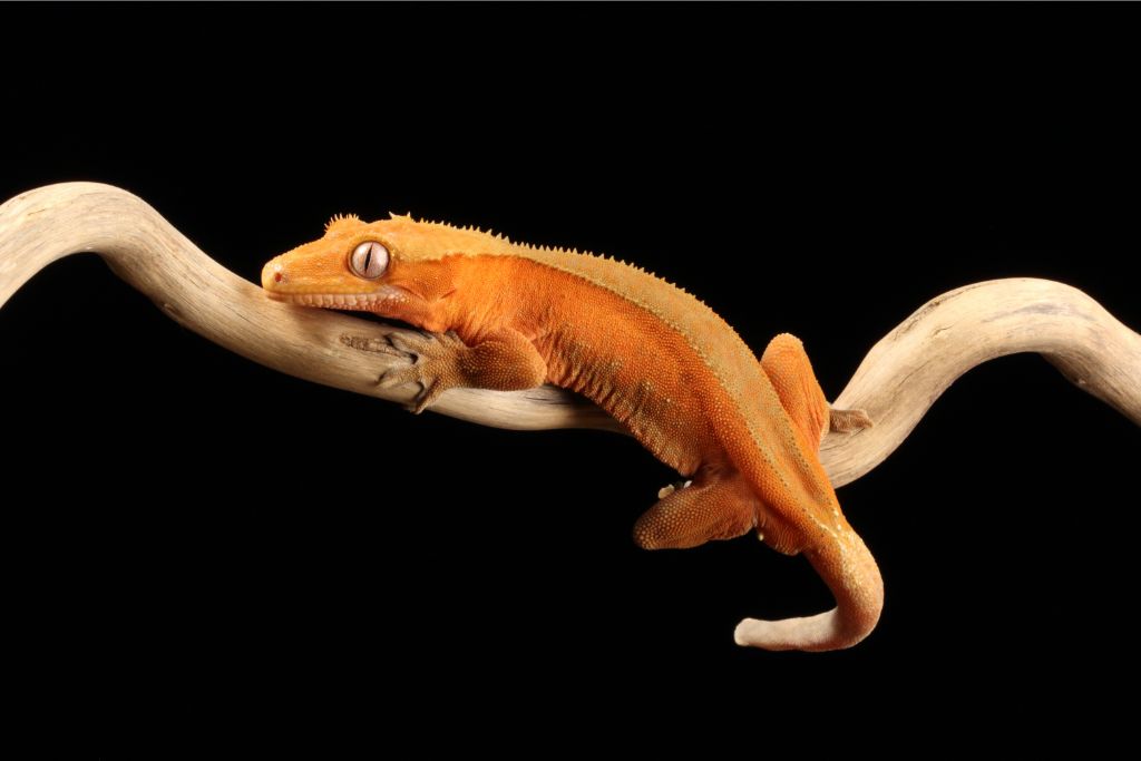 crested gecko crawling on a tree branch on a black background