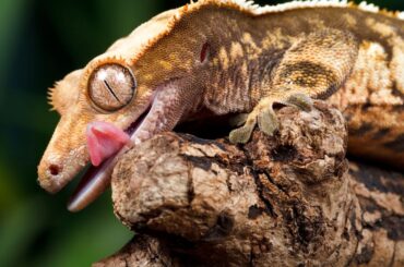 Crested Gecko on tree branch