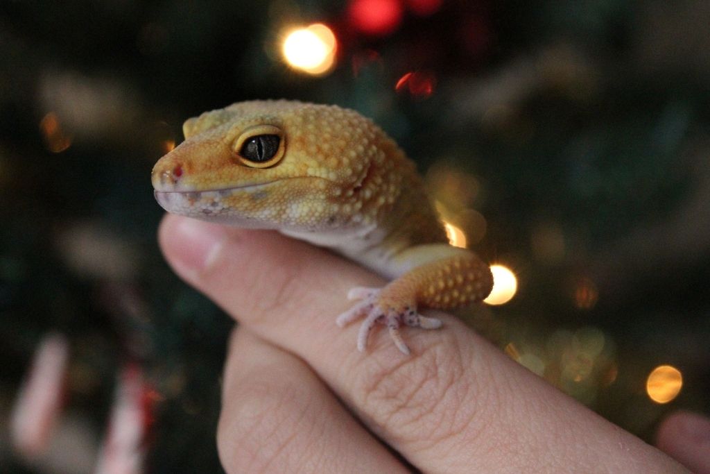 Close-Up Shot of a Person Holding a Leopard Gecko