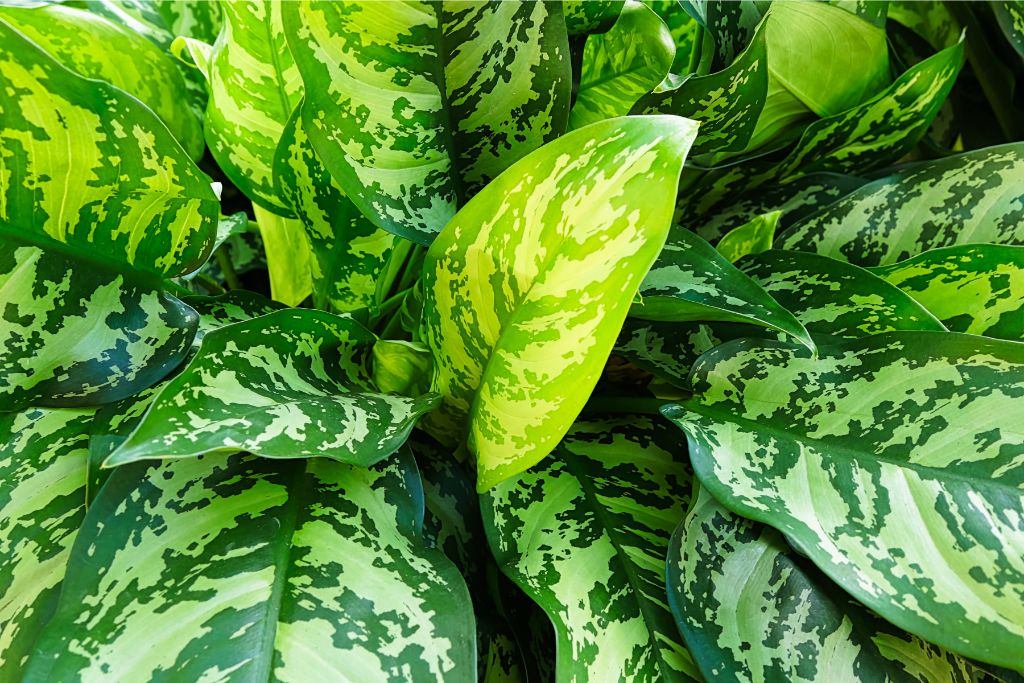close up look of Chinese Evergreen leaves