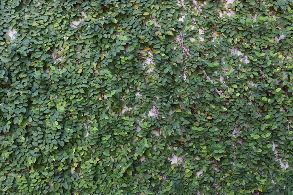 a wall full of creeping fig