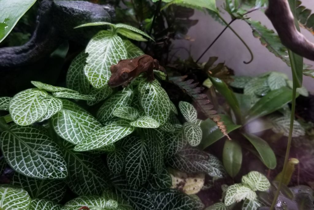 Crested Gecko crawling on a plant in captivity