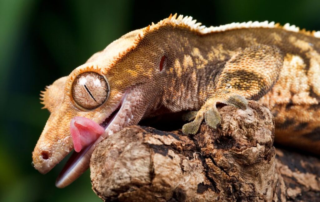 Crested Gecko yawning on a branch
