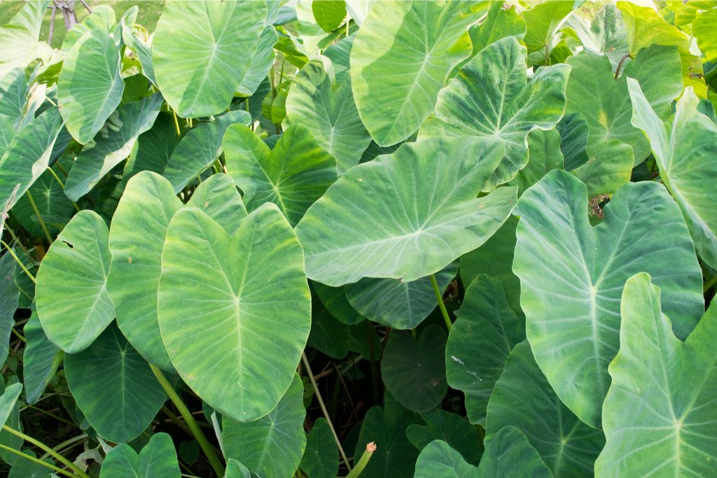 close up look of wild Elephant Ear leaves 