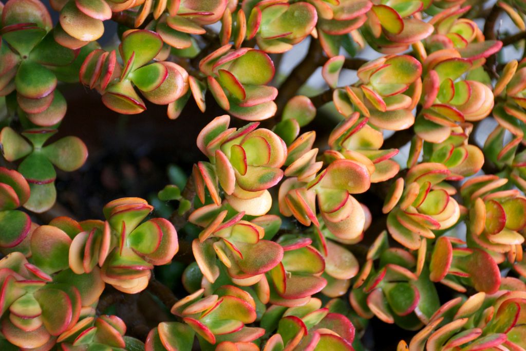 close up look of Jade Jewel plant