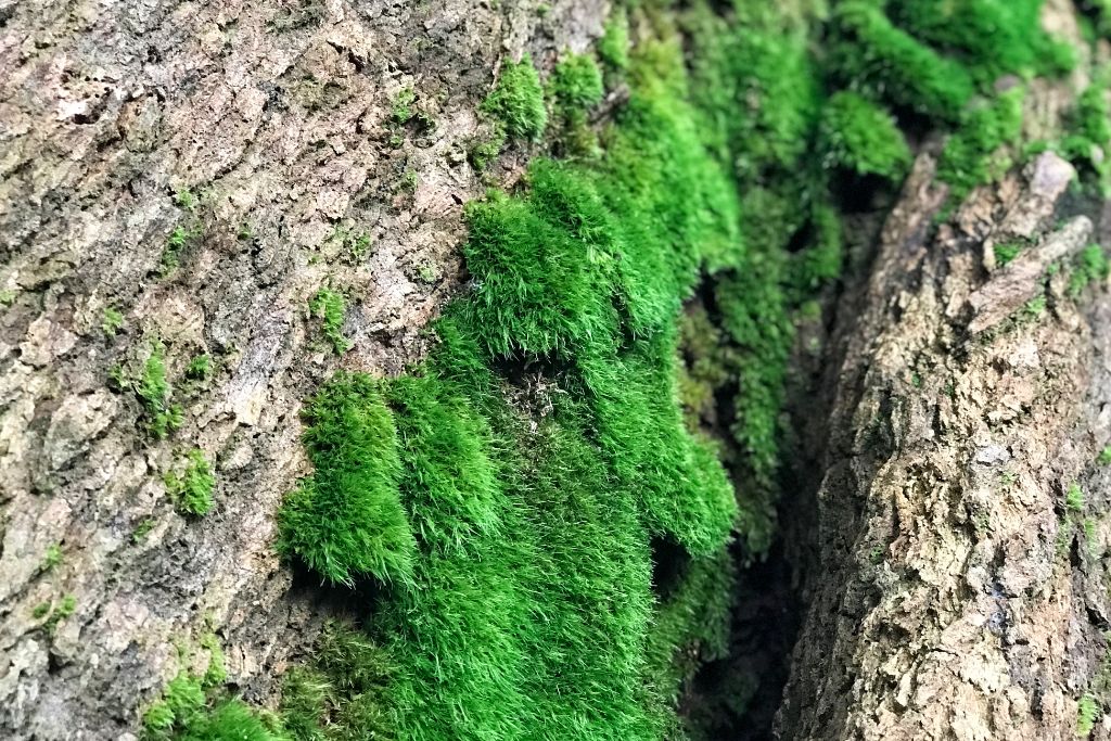 Pillow Moss growing on a tree