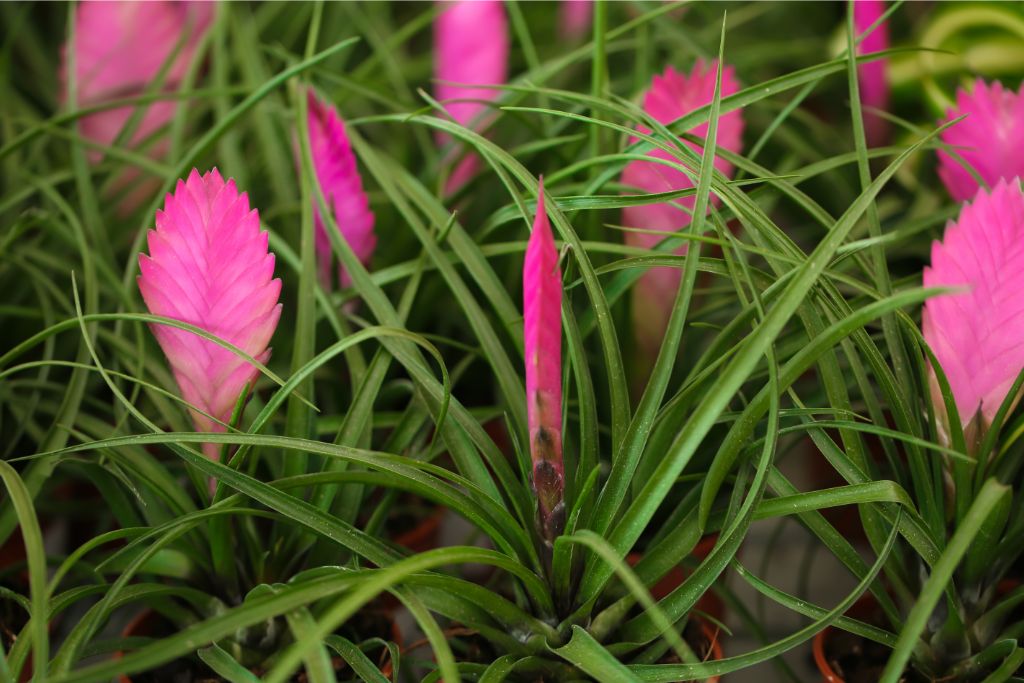 Pink Quill (Tillandsia cyanea) plants in a red pot