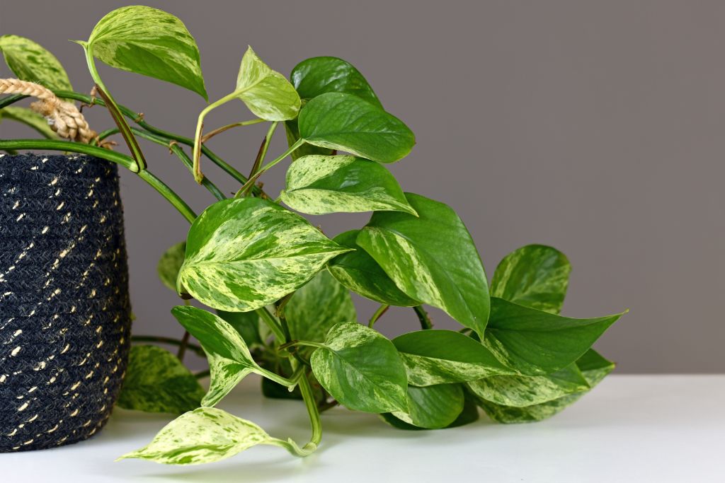 Pothos plant leaves crawling on a white table