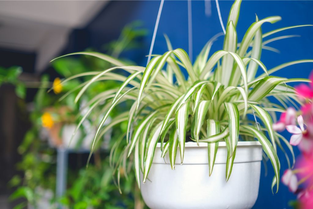 Spider Plant in a white hanging pot inside an indoor garden