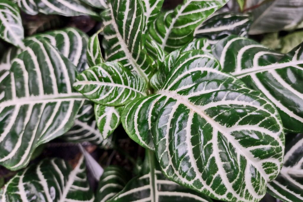 close up look of Zebra Plant 