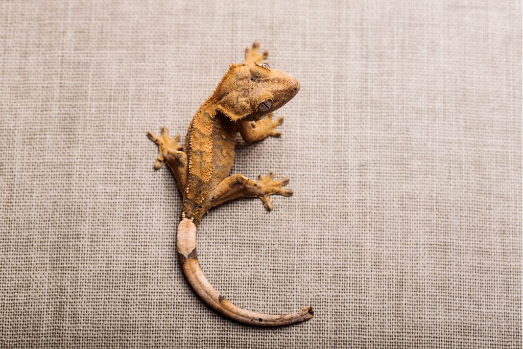 a top view photo of a baby crested gecko