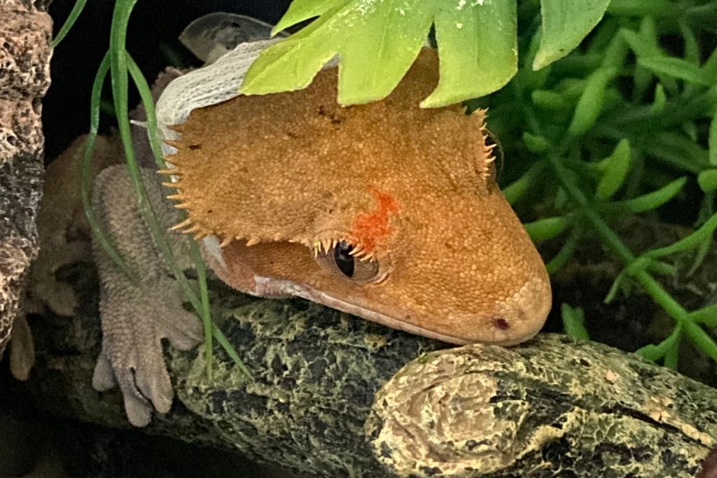 a shedding crested gecko on a tree branch