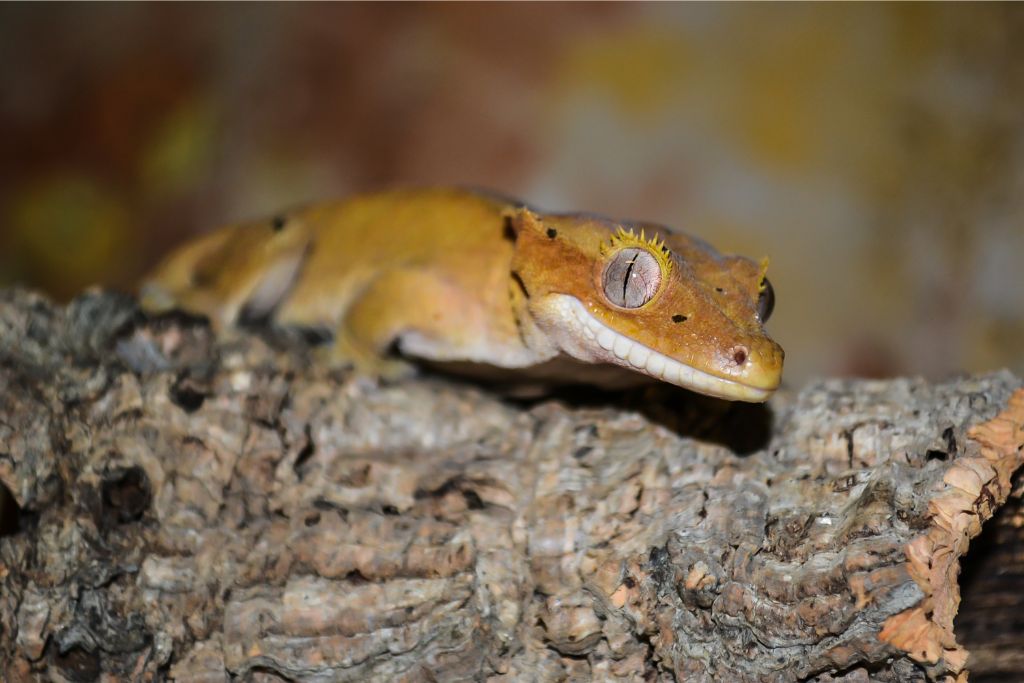 crested gecko on a rock