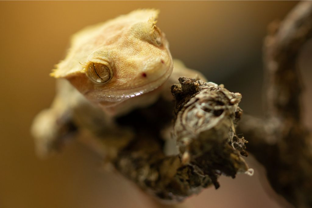 crested gecko clinging on a branch under soft light