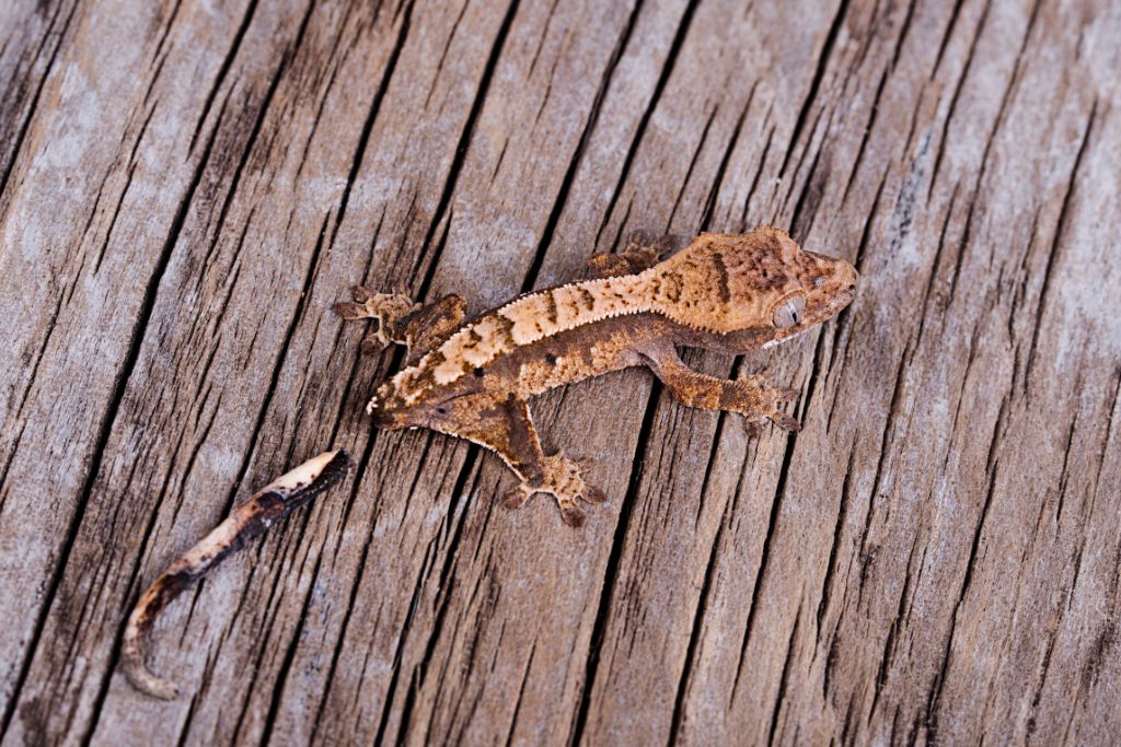 crested gecko dropped its tail