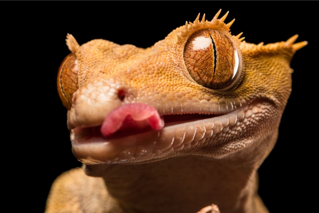 crested gecko sticking its tongue out on a black background