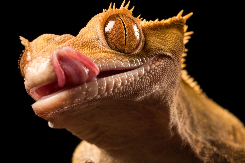 crested gecko shows off teeth