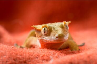 crested gecko on a red background