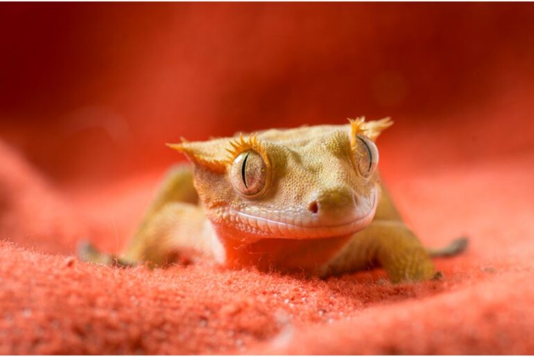 crested gecko on a red background